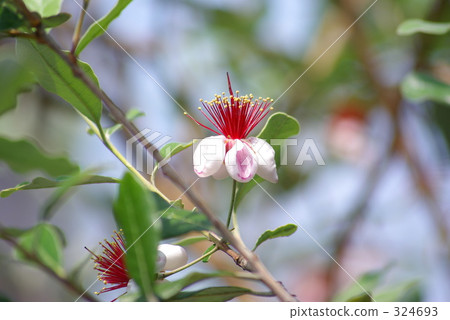 Feijoa's flower Feijoa's flower 324693