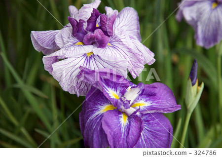 cheerful, sunshiny, vibrant 324786