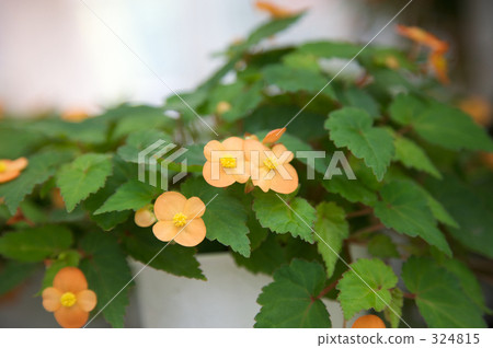 cheerful, sunshiny, vibrant 324815