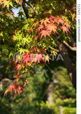 Autumn leaves 326251