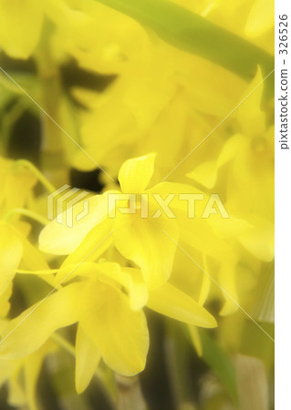 Dendrovium 326526