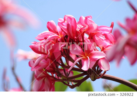 羅布麻系列 熱帶花卉 芳香的 326922