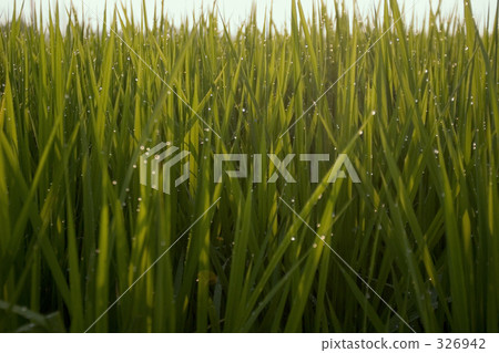 水稻 水稻 326942