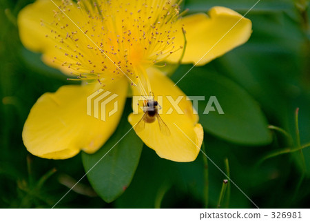 Bee Bee 326981