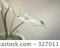 foliage plant, houseplant, by the window 327011