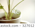 mug, foliage plant, houseplant 327012