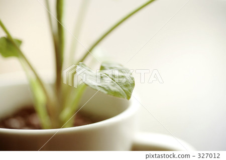 mug, foliage plant, houseplant 327012