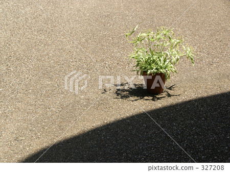 Sunflower potted plant 327208