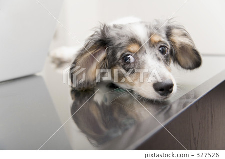 chihuahua, toy dog, small-breed dog 327526
