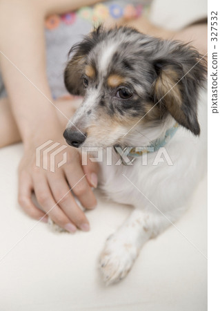 小型犬 玩具狗 年輕女子 327532