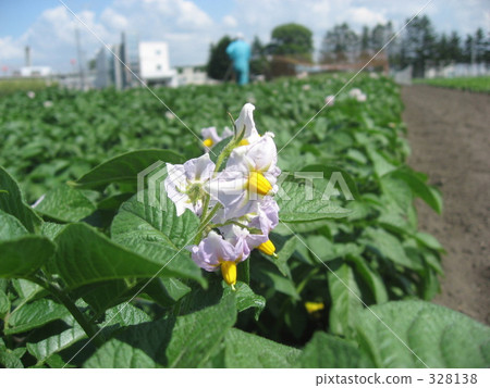 Baron Potato Flower 328138
