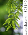 A branch of summer / Metasequoia 328149