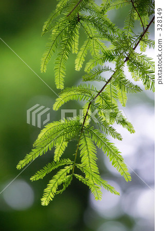 A branch of summer / Metasequoia 328149