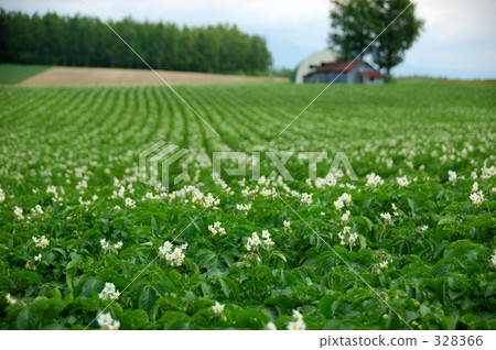 patch of potatoes, potato field, field 328366