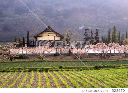 昭和的風景·Anzu的鮮花綻放昭和56 昭和的風景·Anzu的鮮花綻放昭和56 328470