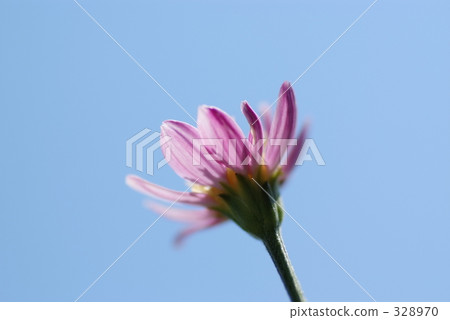 Pink Flower, towards the sky, towards the heavens 328970