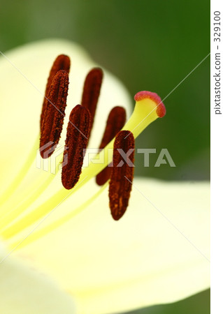 lily, stamen, pistil 329100