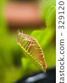 Fly Trussa - carnivorous plant 329120