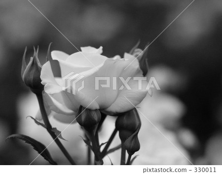 Rose Rose 330011