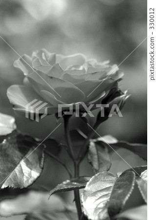 Rose Rose 330012