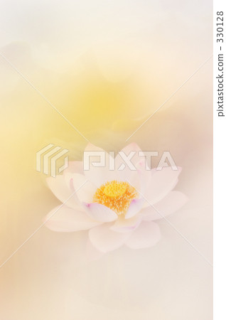 蓮花03 蓮花03 330128