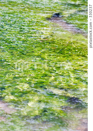 梅花藻在水中搖曳 330237