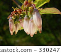 Tsubomi of blueberry flowers 330247