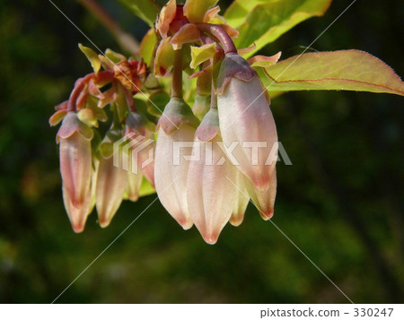 Tsubomi of blueberry flowers Tsubomi of blueberry flowers 330247