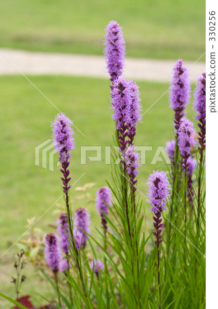 Liatris蘭香 330256