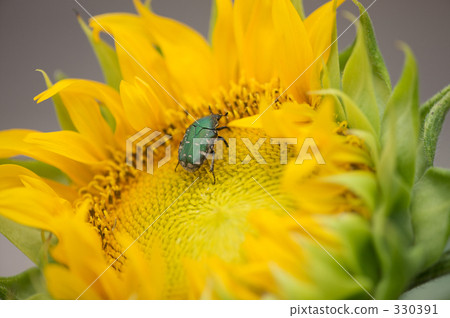 refreshing, bright, cheerful 330391