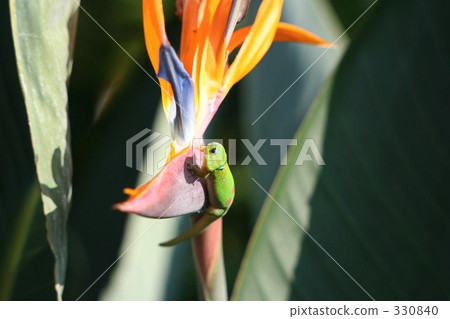 壁虎 夏威夷 爬行動物 330840