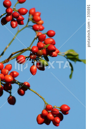 茉莉花 水果 絲綢 330891