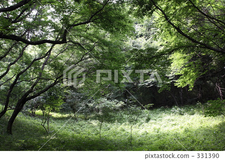 到了森林的深處 331390