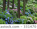 繡球花 花園 雨季 331470