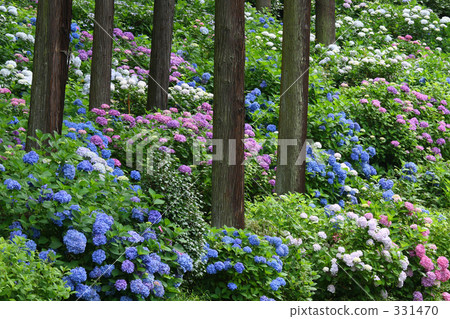 繡球花 花園 雨季 331470