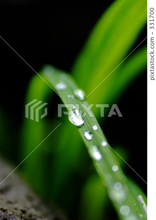 water drop, close-up, rain water 331700