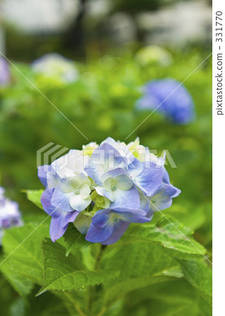 亞洲 亞洲人 潮濕 331770