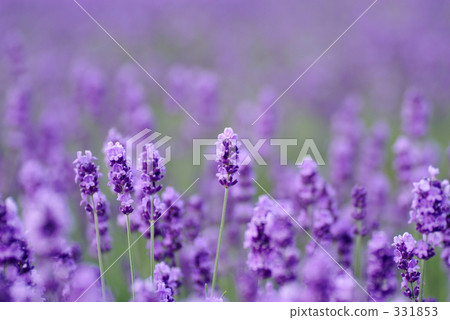 Lavender field Lavender field 331853