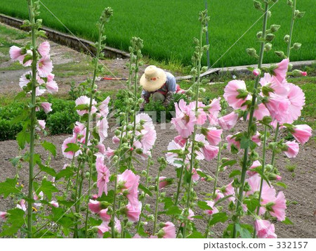 新鮮 戶外 夏花 332157