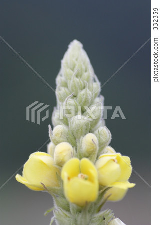 天鵝絨頭髮花 332359