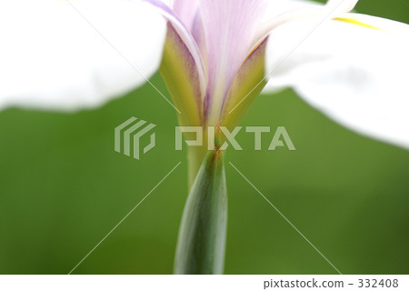 虹膜 虹膜 332408
