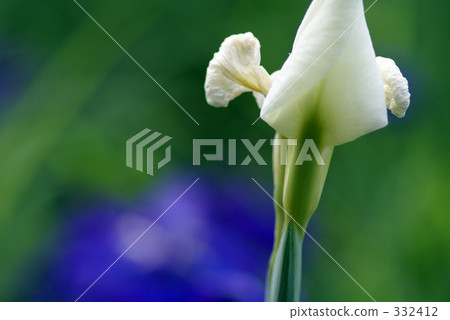 虹膜 虹膜 332412