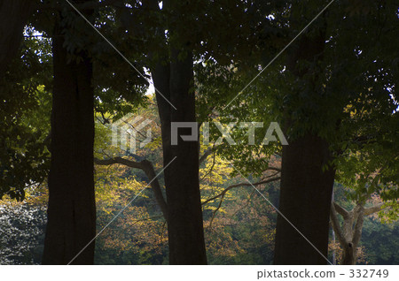 盛會 砧公園 世田谷區 332749