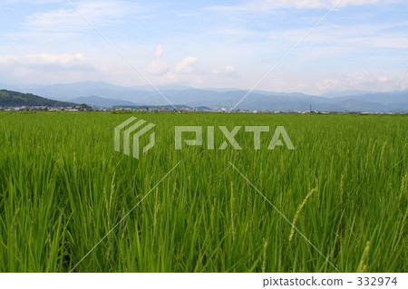 Paddy field 332974