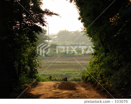 隧道在森林裡 隧道在森林裡 333070