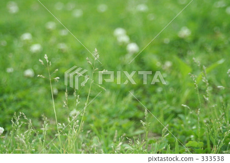 outside, image, weed 333538