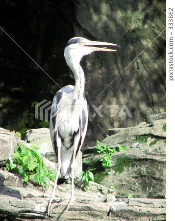 灰鷺 333862