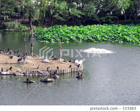 Shinobazu池塘 333865