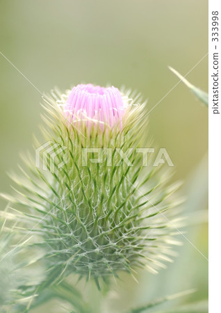 芽 - 薊 芽 - 薊 333998