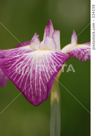 Iris 334339